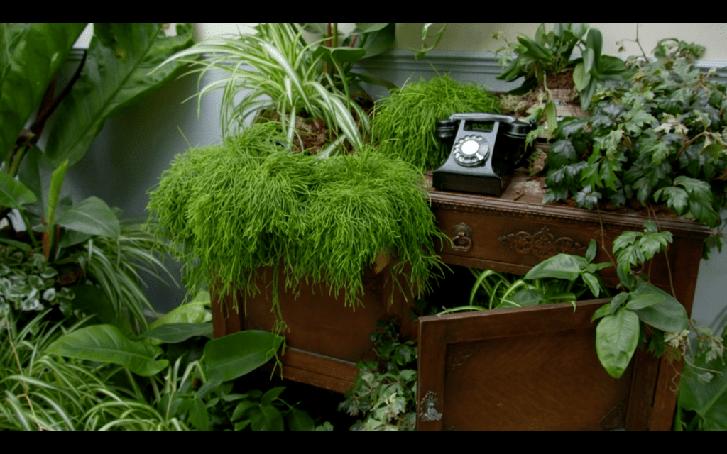 Giant Houseplant Takeover, a temporary exhibit inside the Glasshouse at RHS Garden Wisley in 2020.