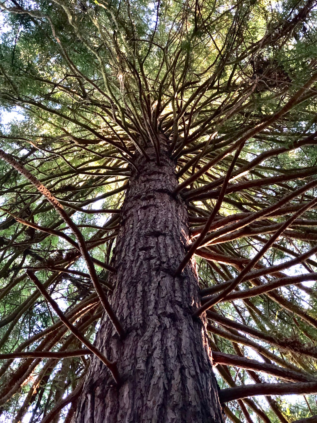In the Redwood Grove of the San Francisco Botanical Garden. October 11, 2019.