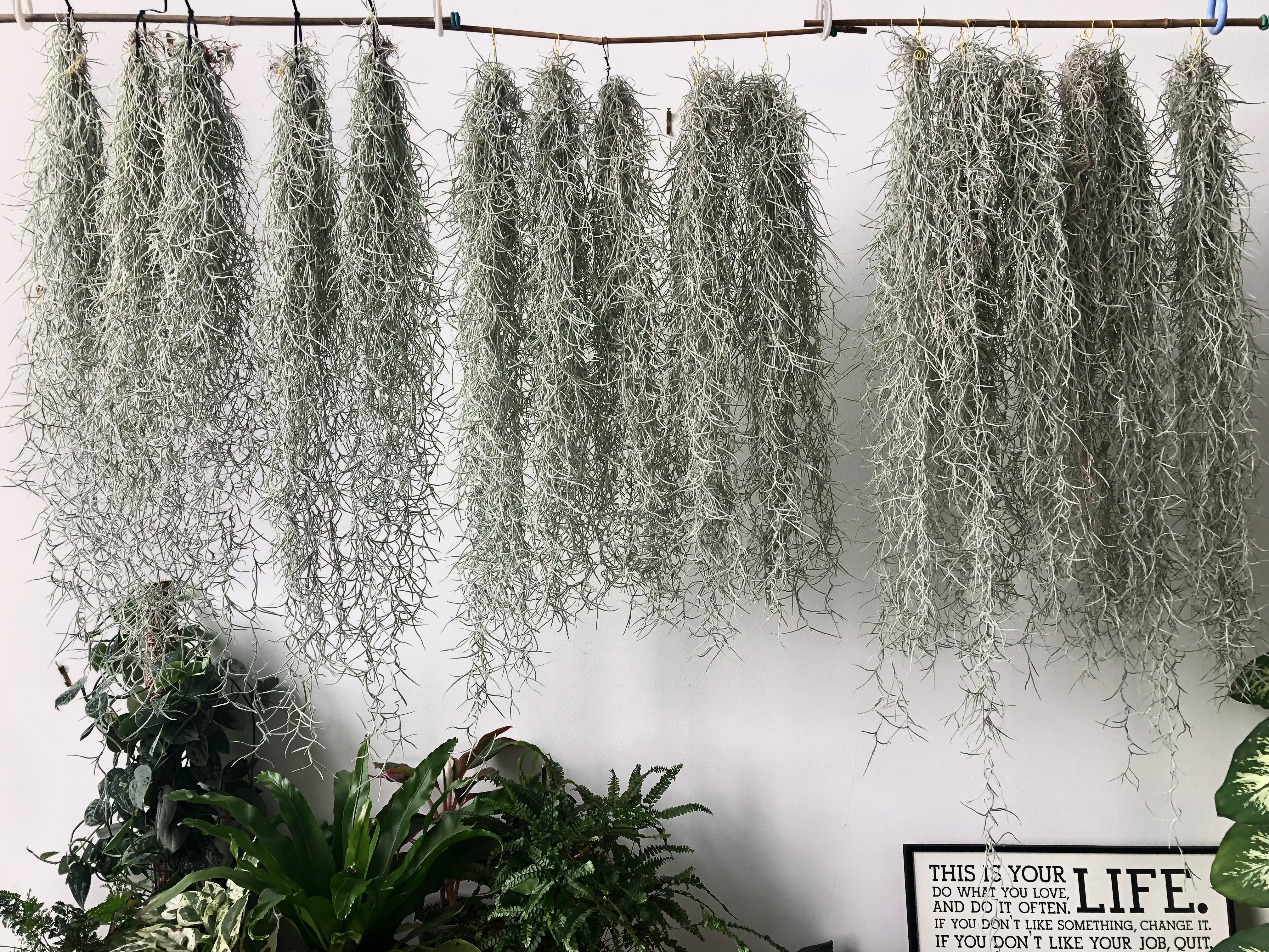 Tillandsia usneoides (Spanish moss).