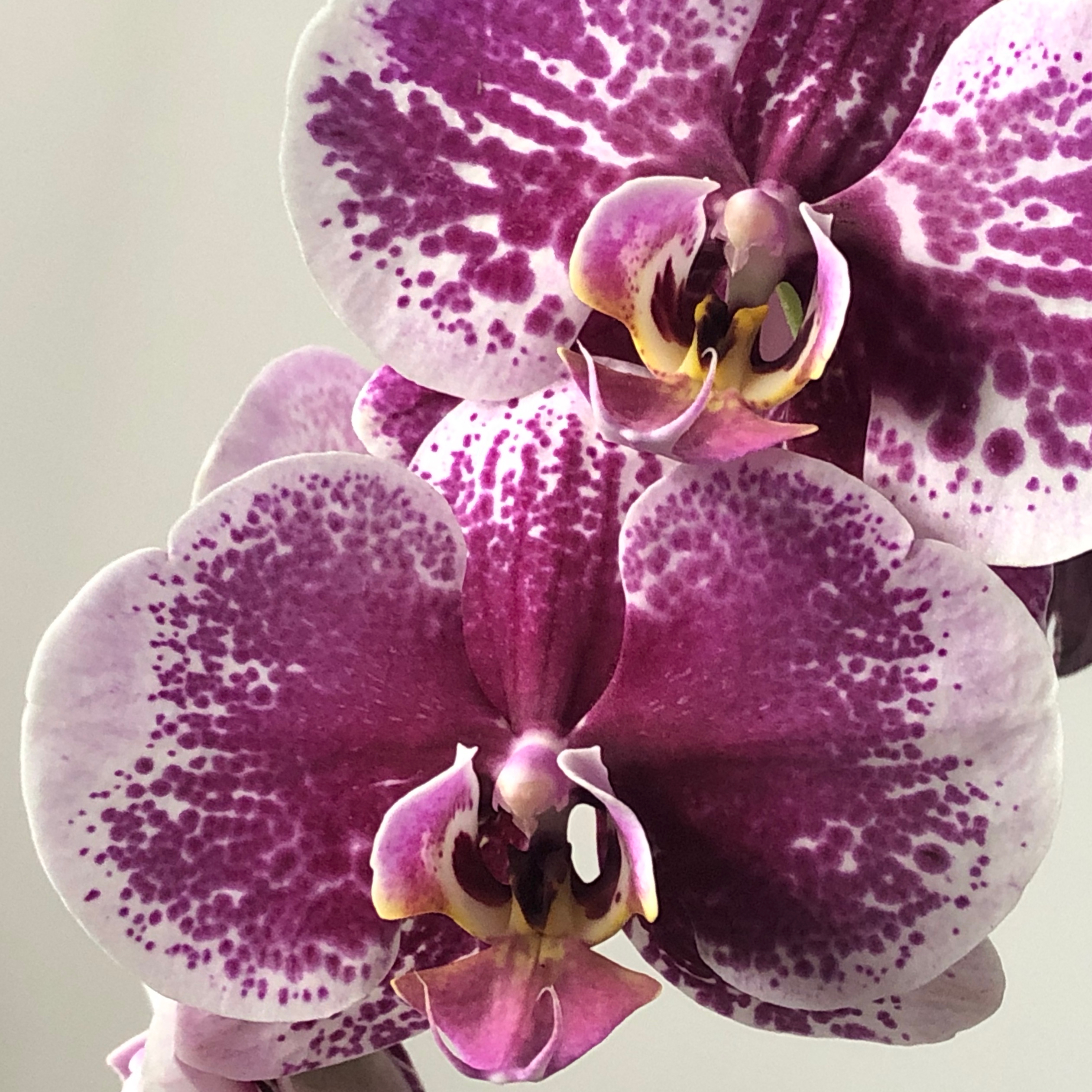 Phalaenopsis orchid.