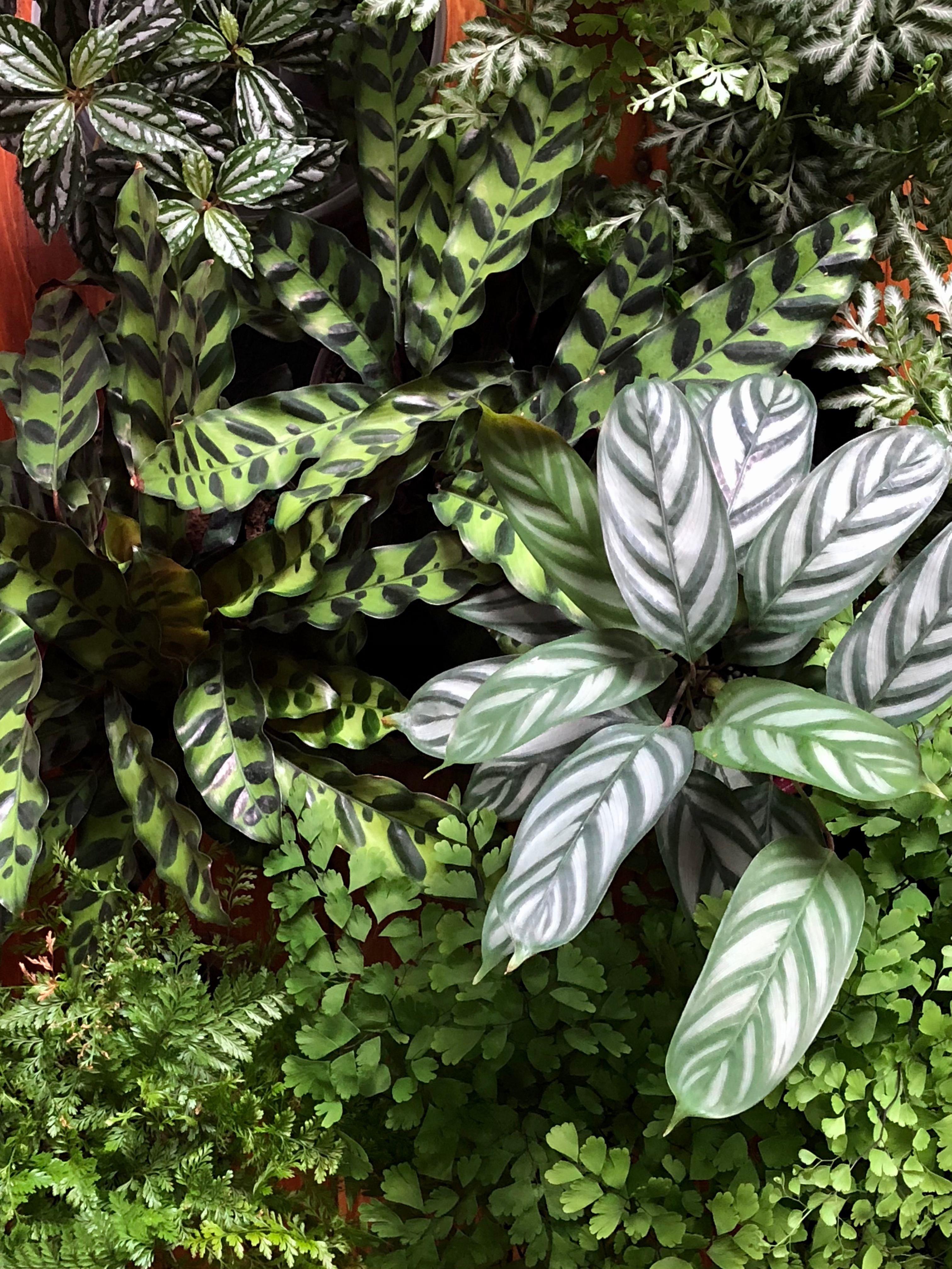 Various fern and calathea species and Pilea cardieri.