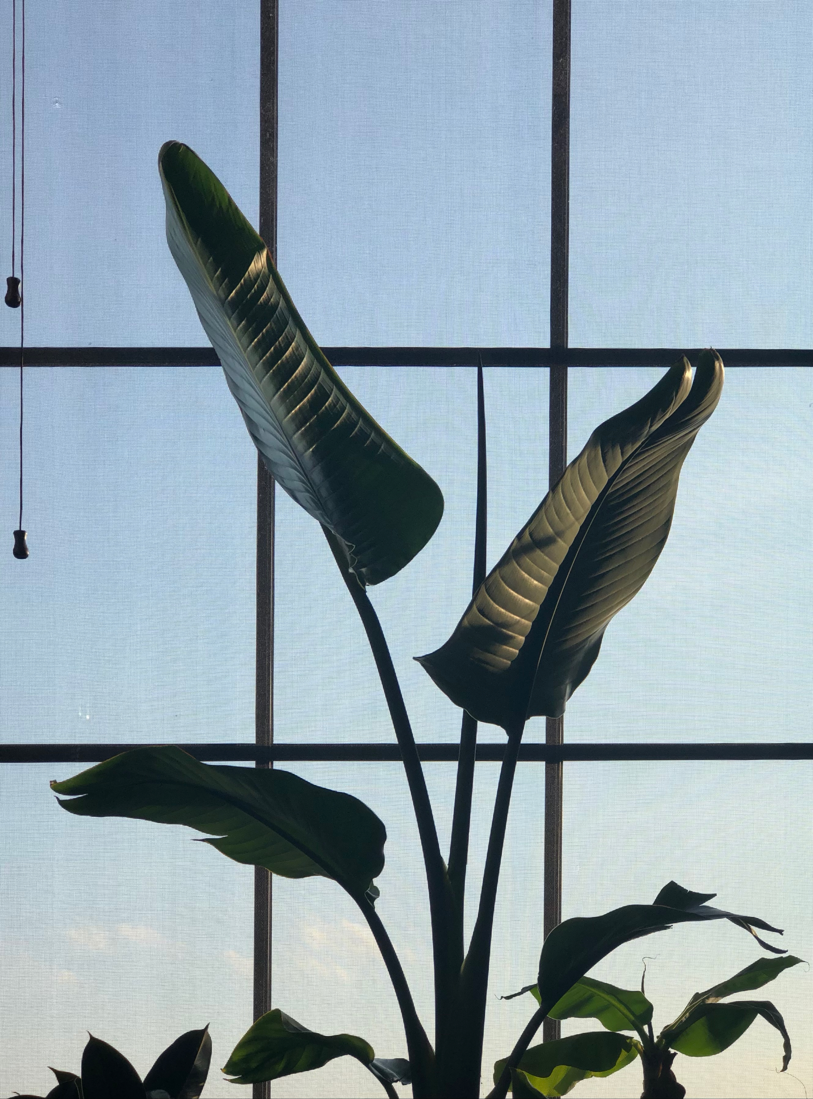 Strelitzia nicolai (white bird of paradise)