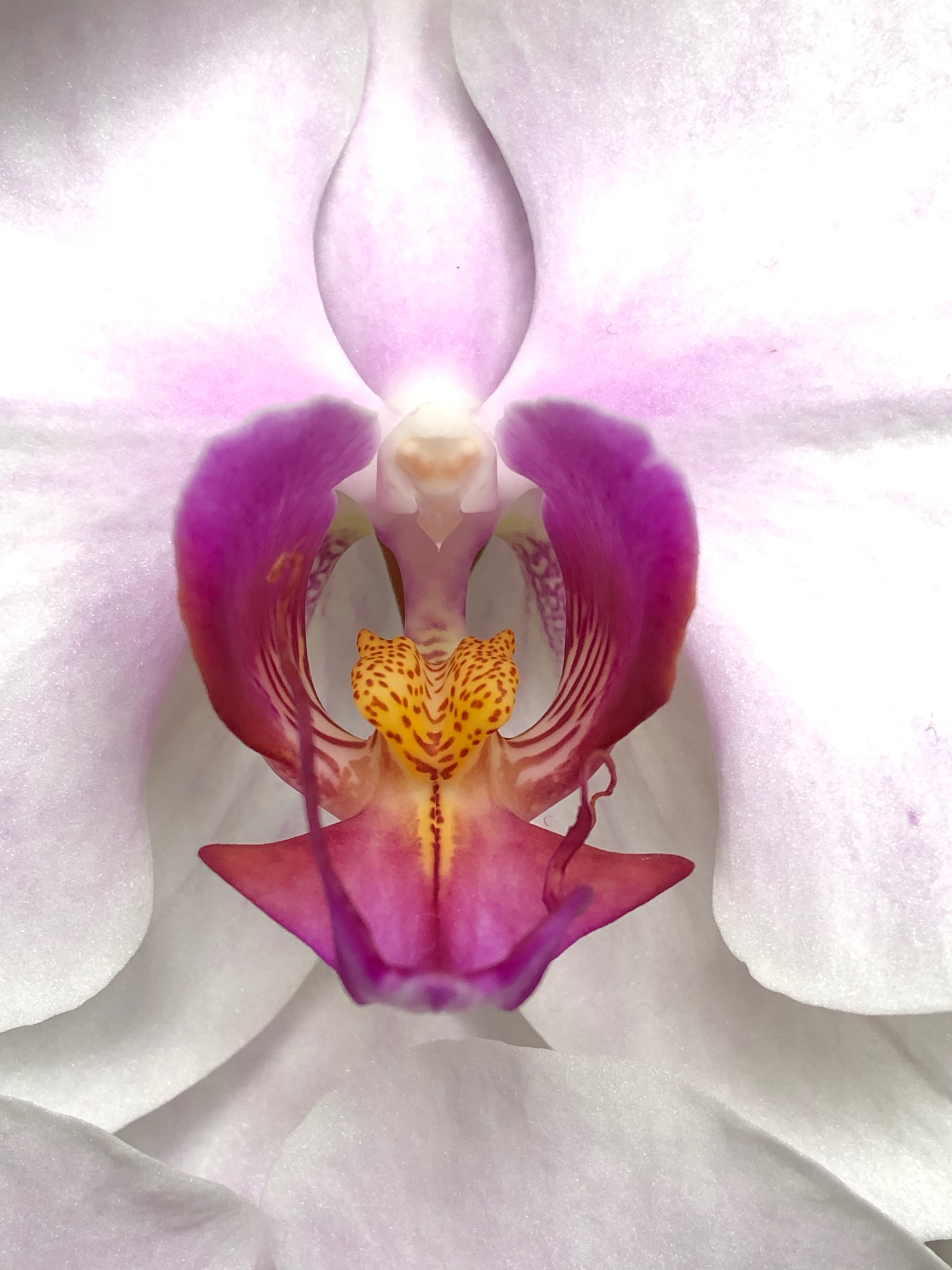 Phalaenopsis orchid, closeup of column and labellum.