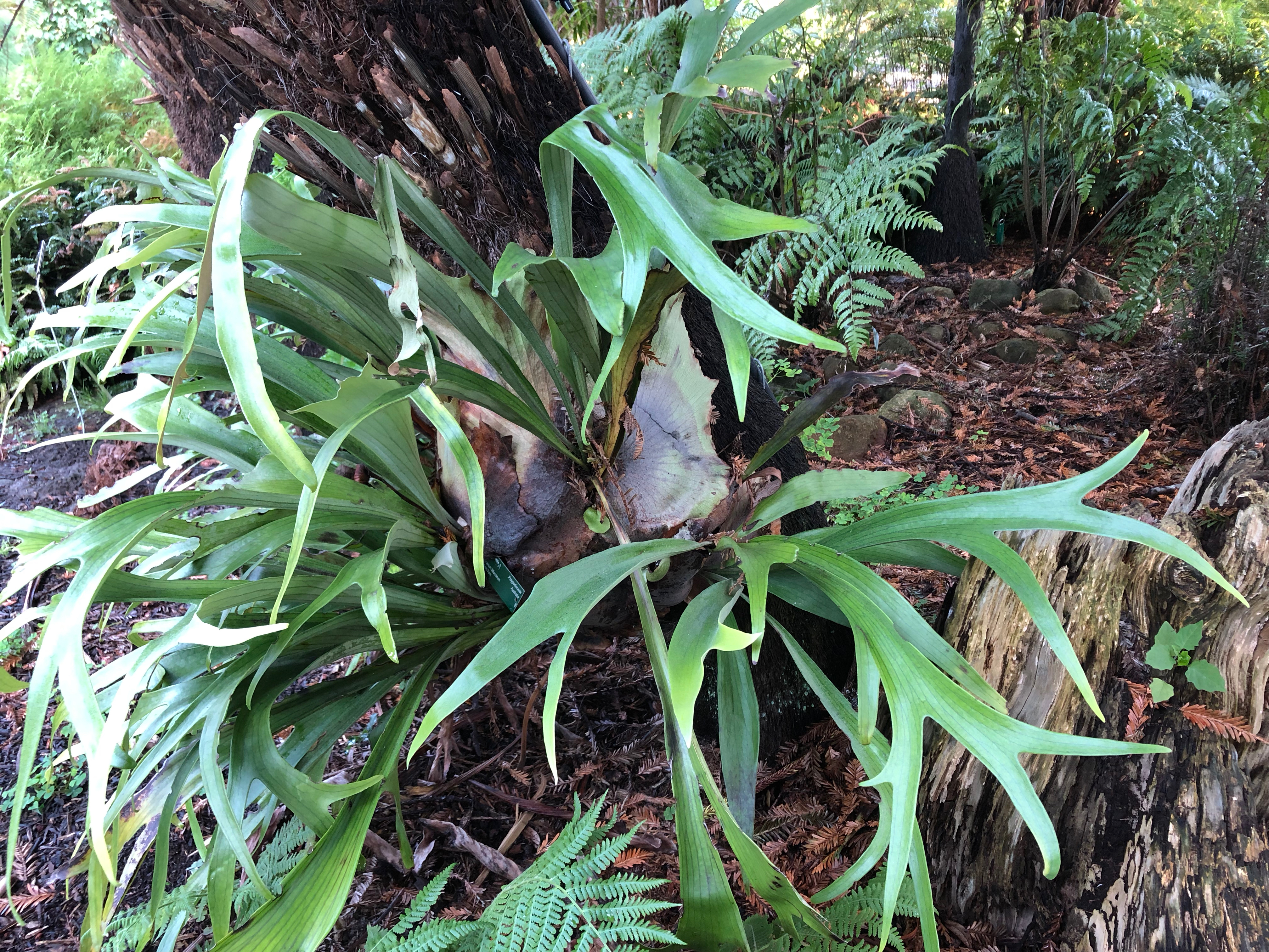Platycerium species at the San Francisco Botanical Garden.