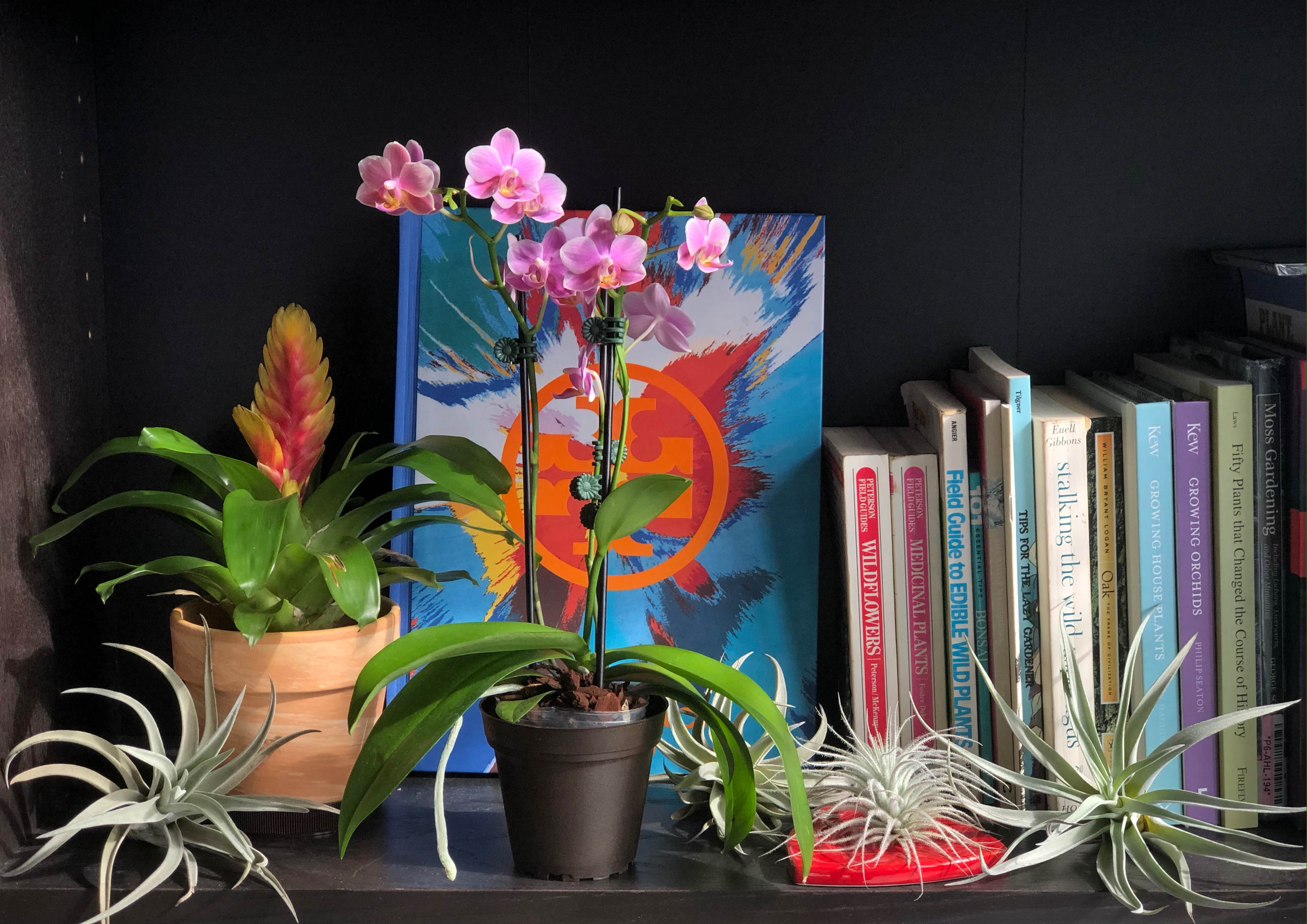 Various tillandsia spp, mini phalaenopsis, and bromeliad.