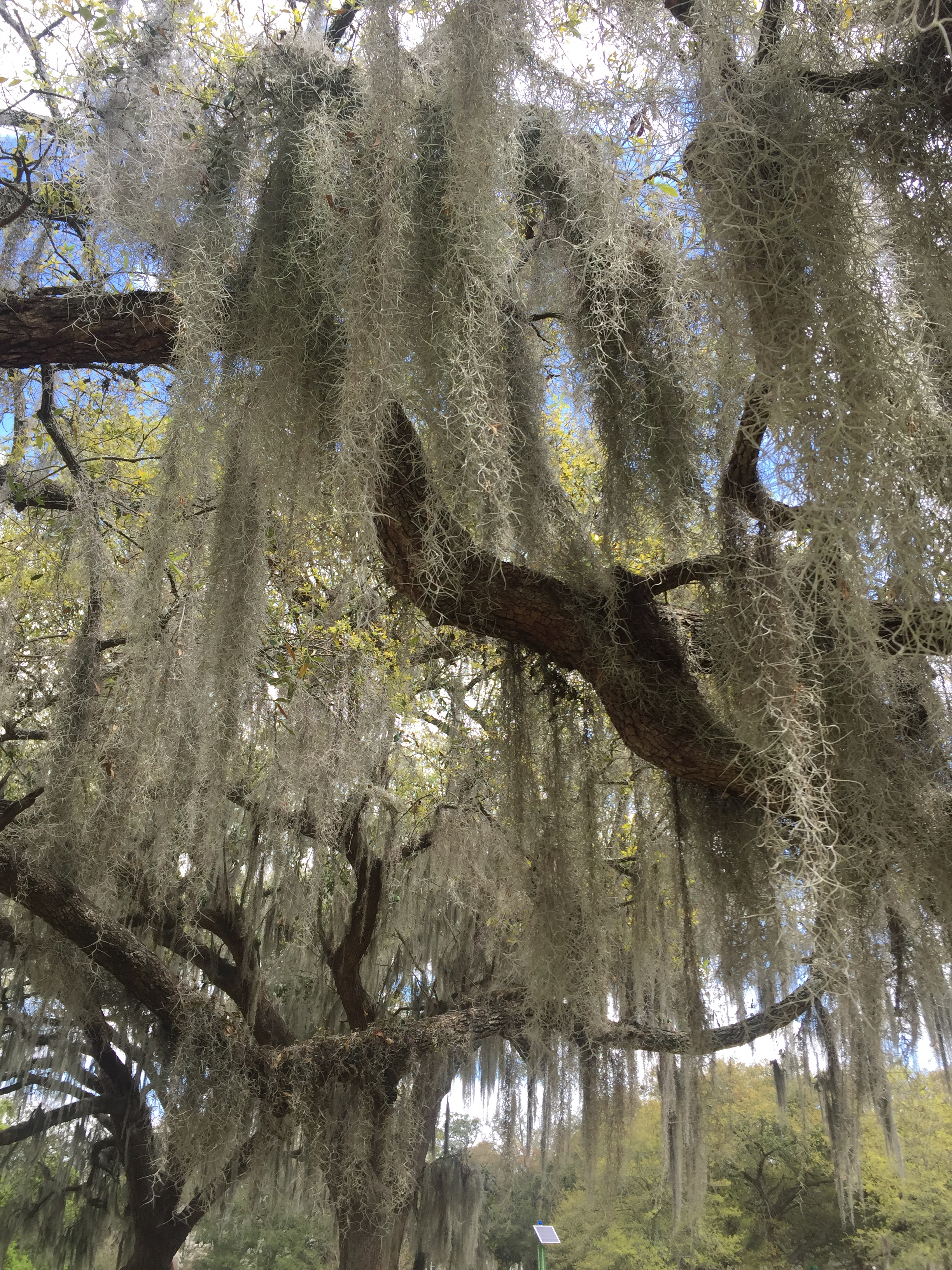 Spanish moss laden trees at Audubon Park in New Orleans, LA.
